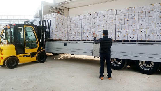 NSP통신-▲서산시가 조직배양 기술로 생산된 씨감자 105톤을 농가에 보급하고 있다. (서산시)