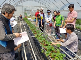 [NSP PHOTO]수원시, 딸기 재배 기술교육 참여자 모집