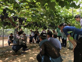 [NSP PHOTO]나주시,  복숭아 전문가 과정 친환경농업대학 참여자 모집