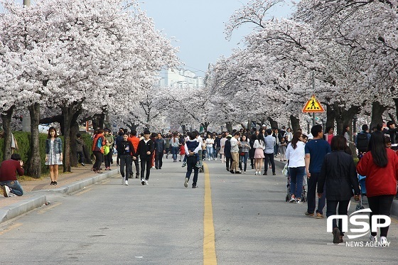 [NSP PHOTO]정읍시, 30일 2019 정읍벚꽃축제 개최