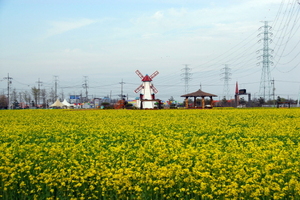 [NSP PHOTO]안산시, 5월 대부도 노란물결 유채꽃밭 조성