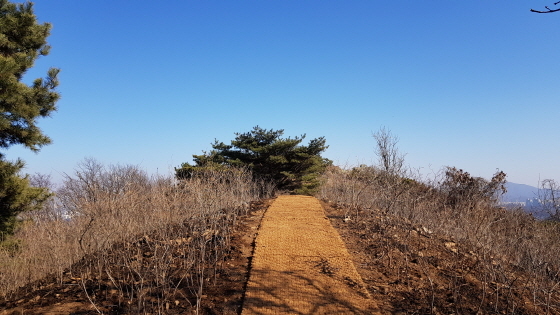 NSP통신-김포시가 봄을 맞아 가현산 숲길에 진달래 식재를 완료했다. (김포시)