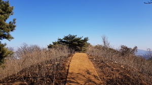 [NSP PHOTO]김포시, 봄맞이 가현산 진달래 식재 완료