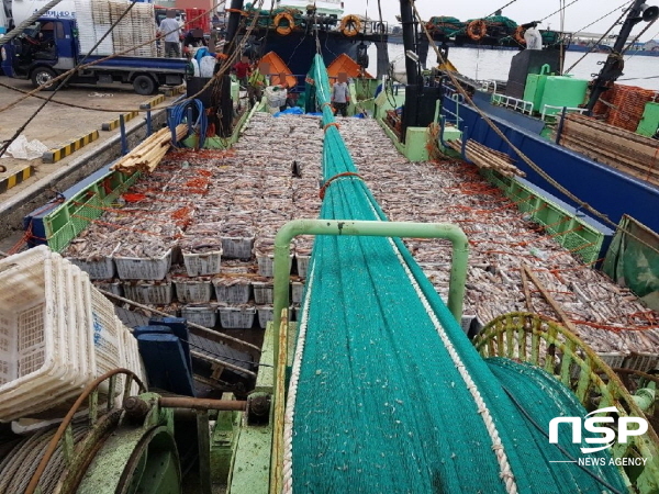 [NSP PHOTO]포항해경, 불법공조조업으로 오징어 싹쓸이한 선장과 선주 일당 검거