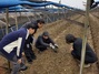 [NSP PHOTO]진안군, 인삼 저온피해 예방 총력 대응