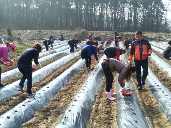 NSP통신-26일 오산시 통장단협의회 회원들이 정남면 고지리에서 봄 감자를 파종하고 있다. (오산시)