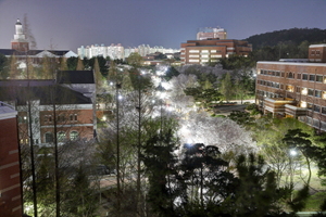 [NSP PHOTO]계명대, 벚꽃 만개와 함께 행소박물관 야간 개관