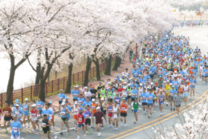 [NSP PHOTO]분홍빛 도시, 경주 봄 활짝 펴... 경주 축제‧스포츠대회, 만발한 봄꽃 속 펼쳐져