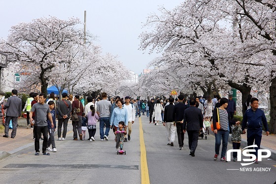 [NSP PHOTO]정읍시, 7일까지 2019 정읍 벚꽃축제 연장 개최