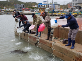 [NSP PHOTO]경주시, 쥐노래미 치어 6만 마리 무상방류