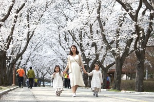 [NSP PHOTO][가볼까]진안 마이산 벚꽃 개화…탑사 2.5km 벚꽃길 장관