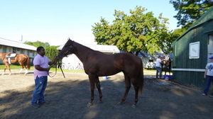 [NSP PHOTO]한국마사회 해외종축사업 케이닉스 선발마 첫 자마 출생
