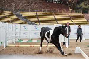 [NSP PHOTO]한국마사회, 제2회 스포츠말 품평회 시행…말산업 발전 도모