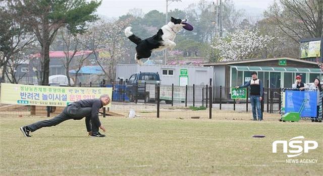 NSP통신-21일 화성시 정남면에 위치한 정남농촌체험 휴양마을서 독(DOG) 스포츠대회가 열렸다. (김종식 기자)