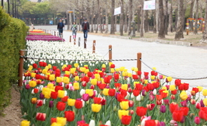 [NSP PHOTO]안양시 평촌 중앙공원, 형형색색 튤립 만개 눈길