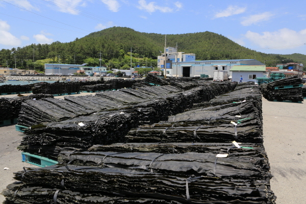 NSP통신-완도군산 다시마 건조 (자료사진)