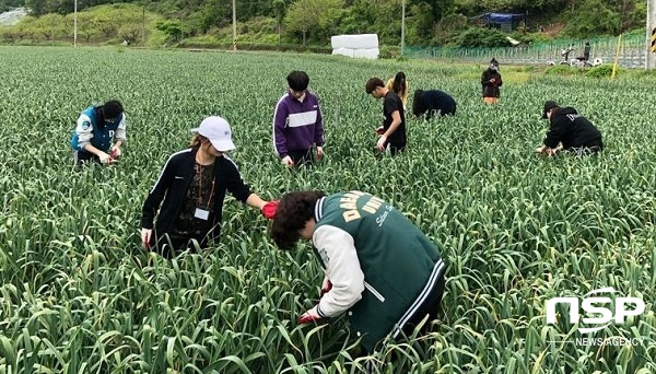 NSP통신-마늘밭에서 잡초를 제거하는 학생들. (대구한의대)