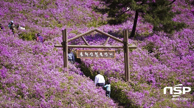 [NSP PHOTO][가볼까] 장수군 봉화산 철쭉 단지