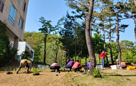 NSP통신-판교동 주님들이 판교공원 초입 200㎡ 규모에 최근 루드베키아 2200본, 에키나시아 2000본, 리아트리스 2000본을 심고 있다. (성남시)