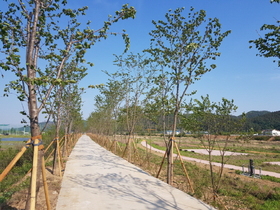 [NSP PHOTO]용인시, 남사면 진위천 제방 2.3km 왕벚나무길 조성