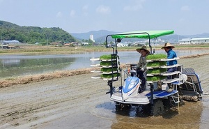 [NSP PHOTO]청양군, 밀묘소식 재배법 시연회 개최