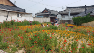 [NSP PHOTO]경주시, 아름다운 꽃길 선정... 꽃의 도시 경주 만들기