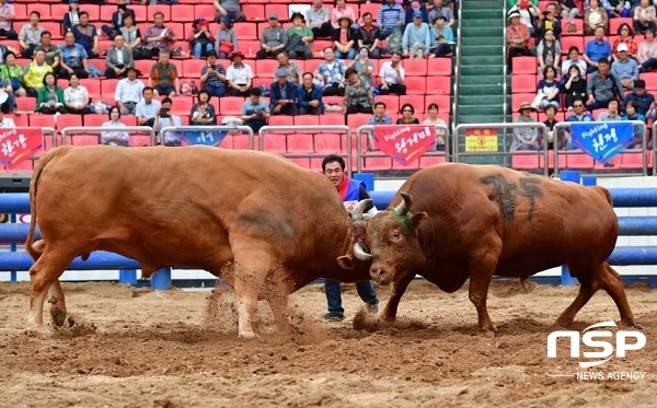 NSP통신-축제에 참가하는 싸움소들은 총상금 1억 1220만원을 걸고 승부를 겨루며, 싸움소들은 881㎏ 이상인 대백두급을 비롯해 소백두급(801∼880㎏), 대한강급(751∼800㎏), 소한강급(701∼750㎏), 대태백급(651∼700㎏), 소태백급(600∼650㎏) 등 6개 체급별로 출전하고 체급별 우승 상금은 각각 600만원이다. (김도성 기자)