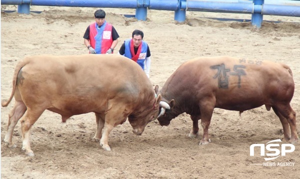 NSP통신-이번 축제에 참가하는 싸움소들은 총상금 1억 1220만원을 걸고 승부를 겨루며, 싸움소들은 881㎏ 이상인 대백두급을 비롯해 소백두급(801∼880㎏), 대한강급(751∼800㎏), 소한강급(701∼750㎏), 대태백급(651∼700㎏), 소태백급(600∼650㎏) 등 6개 체급별로 출전하고 체급별 우승 상금은 각각 600만원이다. (김도성 기자)