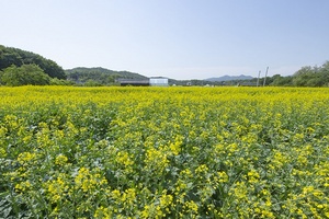 [NSP PHOTO]의왕시, 초평동 일원에 유채꽃밭 조성