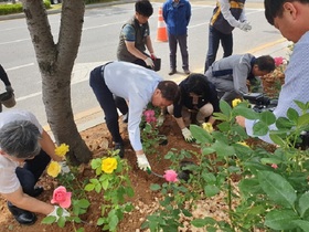 [NSP PHOTO]군산시, 시민헌수 장미 식수행사 개최…6704본 식재