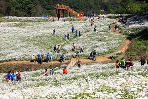 [NSP PHOTO]정읍시, 구절초 지방정원 조성 박차