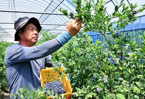 [NSP PHOTO]담양군, 제철 맞은 슈퍼푸드 블루베리 수확 한창