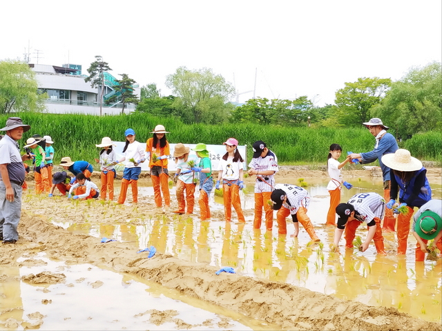 NSP통신-아이와 부모들이 모심기 체험에 참여하고 있다. (안산환경재단)