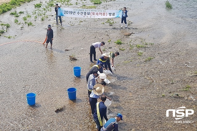 [NSP PHOTO]정읍시, 메기 종자 50만 마리 동진강 등에 방류