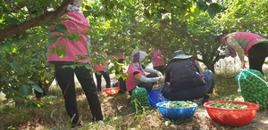 [NSP PHOTO]광주 비아농협, 여성대학 졸업생 농촌일손 돕기 실시