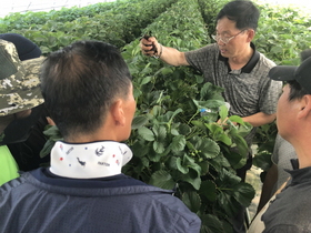 [NSP PHOTO]보성생명농업대학, 딸기전문반 교육생 대상 현장교육 실시