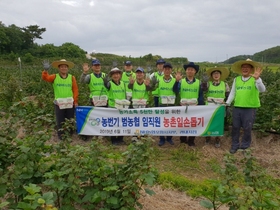 [NSP PHOTO]농협포항시지부, 범농협 농촌 일손돕기에 팔 걷어붙여