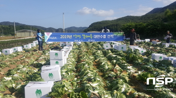 NSP통신-대만 수출을 위한 영덕 봄배추를 수확하고 있다. (영덕군)