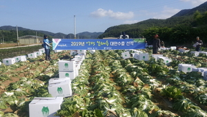 [NSP PHOTO]영덕군, 대만 수출용 봄배추 본격 수확