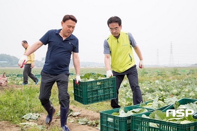 NSP통신-14일 강임준 군산시장(사진 왼쪽)이 일손이 부족해 어려움에 처한 소형양배추 재배 농가를 찾아 힘을 보태고 있다.