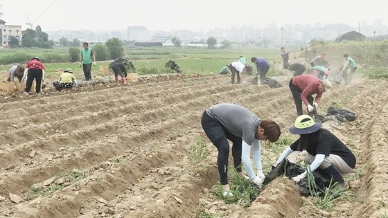 NSP통신-26일 오산시 세마동 새마을지도자협의회·새마을부녀회 관계자들이 양산동 휴경지에서 감자를 수확하고 있다. (오산시)