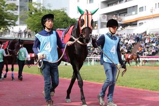 NSP통신-출전마 티즈플랜. (한국마사회)