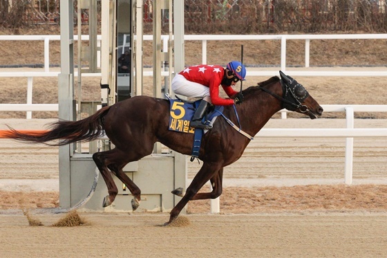 NSP통신-출전마 마스크. (한국마사회)