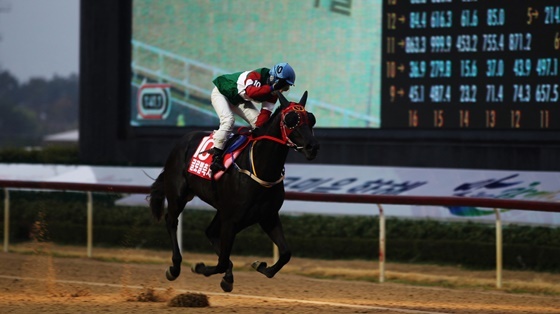 NSP통신-2019년 KRA컵 마일 우승마 글로벌축제. (한국마사회)