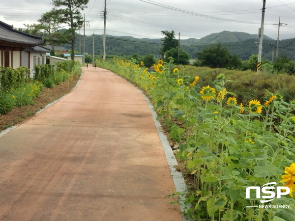 NSP통신-영덕군 창수면 인량마을은 지난봄 마을주민이 400m 거리에 심어놓은 해바라기들이 꽃망울을 터뜨려 마을을 찾는 관광객에게 또 하나의 볼거리를 제공하고 있다. (영덕군)