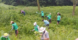 [NSP PHOTO]계룡시, 두계천 생태교란 식물 제거