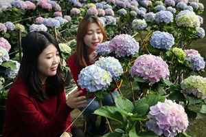 [NSP PHOTO]강진군, 절화수국 새로운 수출 효자 종목으로 발돋움