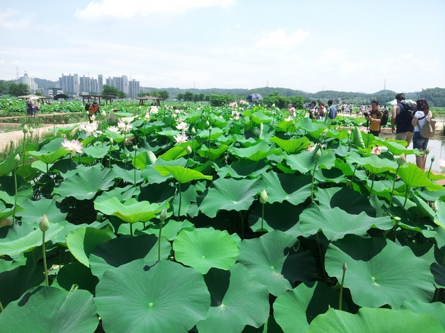 NSP통신-연꽃테마파크 전경. (시흥시)