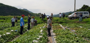 [NSP PHOTO]영양군 농업기술센터, 수박재배농가  합동 순회 교육 실시