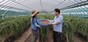 [NSP PHOTO]청양군, 여름구기자 본격 수확